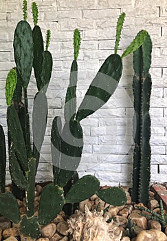 Beautiful green cactus with white brick wall and natural light.