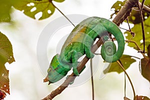 Beautiful green chameleon photo