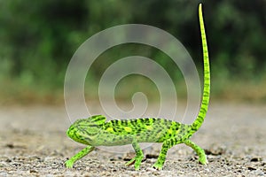 Beautiful green chameleon - Stock Image A close up of a chameleon chamaeleonidae. Panther chameleon photo