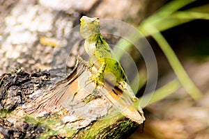 Beautiful green chameleon - Stock Photo - Image