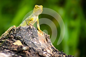 Beautiful green chameleon - Stock Photo - Image