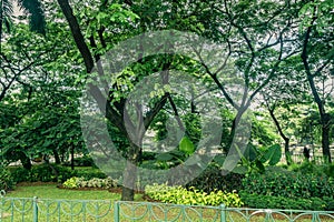 Beautiful green city park with various kind of plant and flower surrounding by green fence photo taken in Jakarta