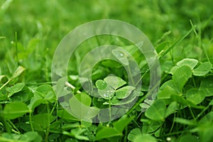 Beautiful green clover leaves and grass with water drops outdoors, closeup