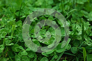 Beautiful green clover leaves and grass with water drops outdoors, closeup