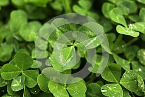 Beautiful green clover leaves with water drops, closeup