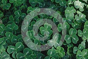 Beautiful green clover shamrock texture