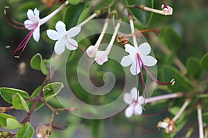 Beautiful  green colour leafs with white colour colour flowers