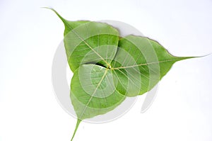 The   beautiful green colour three leafs for ficus tree  are dacorated
