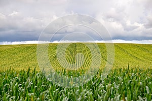 Beautiful green corn field in summer