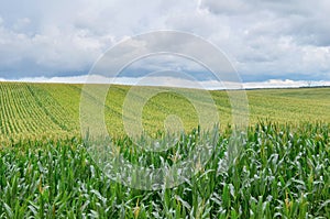 Beautiful green corn field in summer