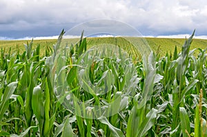 Beautiful green corn field in summer
