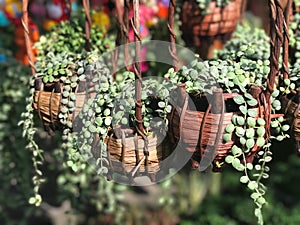 Beautiful green creeper plant in wooven basket Dischidia nummul