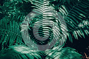Beautiful green dark fern leaves, or Polypodiopsida plant background texture. Pretty artistic organic floral natural theme photo