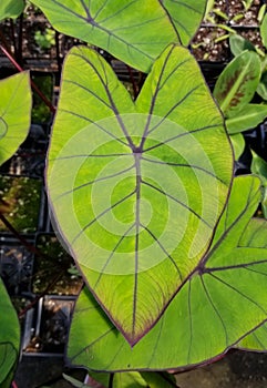 Beautiful green and dark vein leaf of Colocasia Blue Hawaiian Elephant Ear