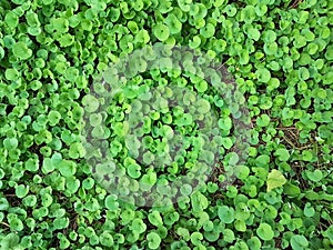 beautiful green Dichondra repens grass