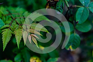 Beautiful green diplazium esculentum leaves with wild plant on dark background. fresh morning conceot