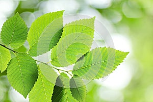 Beautiful green elm leaves