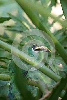 A Beautiful Green Emerald Toucanet Aulacorhynchus prasinus hides in a bush