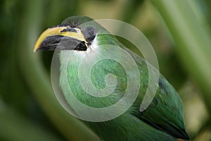 A Beautiful Green Emerald Toucanet Aulacorhynchus prasinus hides in a bush