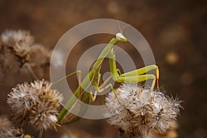 beautiful green european mantid or praying mantiss religiosa on some dried fluffy flowers. Soft focused macro shot