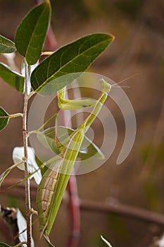 Beautiful green european mantid or praying mantiss religiosa on tree leaves. Soft focused vertical macro shot