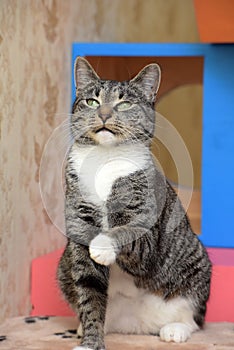 beautiful green-eyed cat