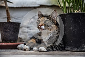 Beautiful green-eyed cat in Green House of Leo Tolstoy in Yasnaya Polyana