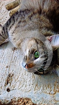 Beautiful green-eyed cat looking towards the camera photo