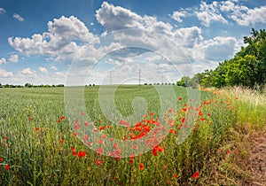 Beautiful green farm landscape with red poppies flowers in Germany with clouds in sky, and high voltage power lines