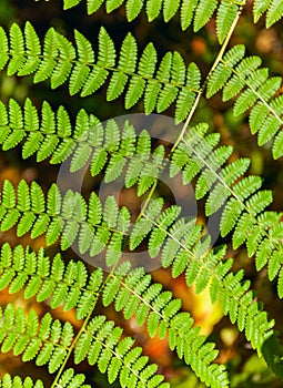 Beautiful green fern in the forest. Close up