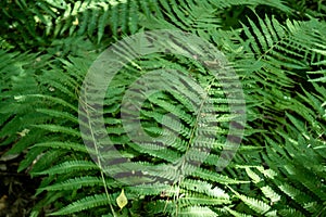 Beautiful green fern growing in the forest during sunny day