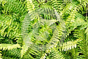 Beautiful green fern leaves background texture