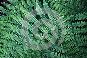 Beautiful green fern leaves in the forest.
