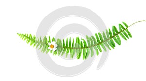 Beautiful green fern leaves patterns with white flowers isolated on horizontal background