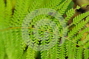 Beautiful green Fern plant in forest in nature.