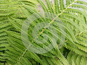 Beautiful green Fern plant in forest in nature.