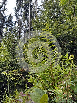 Beautiful green Fern plant in forest in nature.