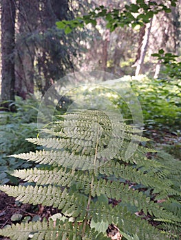 Beautiful green Fern plant in nature.