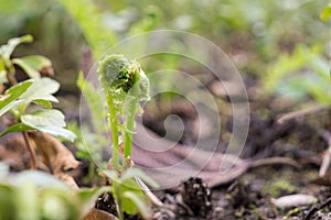 Beautiful green Fern plant in nature.