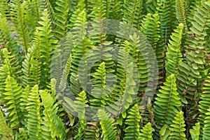 Beautiful green fern stems and leaves. Pteridophyta