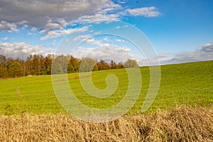 Beautiful green field against the blue sky