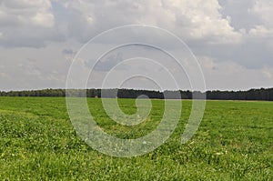 Beautiful green field in the background of the forest