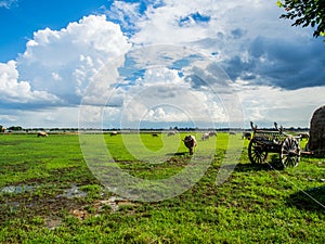 Beautiful green field with blue sunny sky