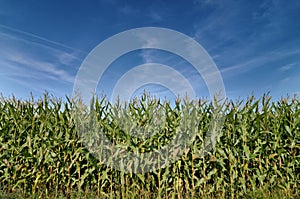 Beautiful green field of corn under a blue sky.