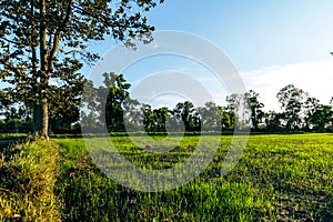 Beautiful green field of rice plant with water and blue sky in the moring. Argiculture concept