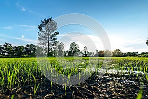 Beautiful green field of rice plant with water and blue sky in the moring. Argiculture concept