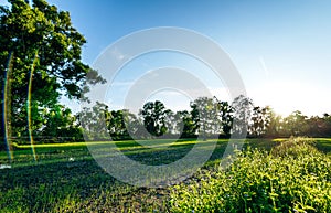 Beautiful green field of rice plant with water and blue sky in the moring. Argiculture concept