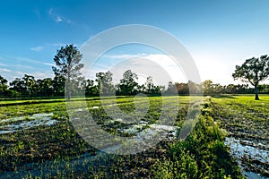 Beautiful green field of rice plant with water and blue sky in the moring. Argiculture concept