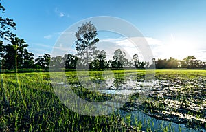 Beautiful green field of rice plant with water and blue sky in the moring. Argiculture concept