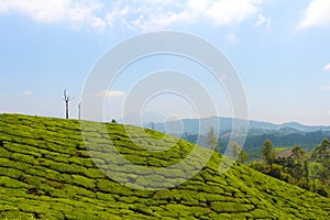 Beautiful green fields in the mountains thailand